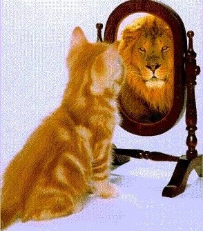 cat in mirror